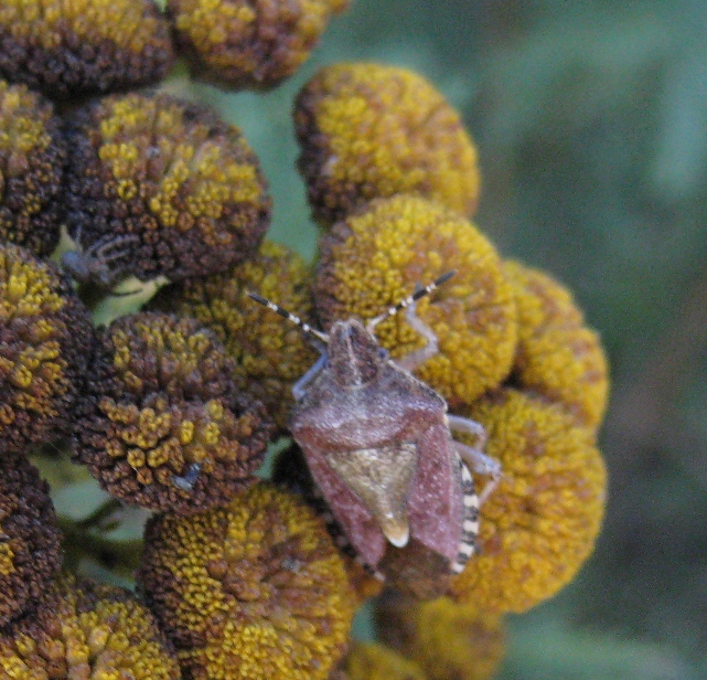 possible sloe bug on tansy